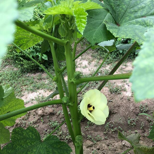 無農薬&固定種野菜セット★100cmサイズ★長野県産