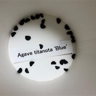 アガベ　チタノタ　ブルーの種　agave titanota blue 種子20個(その他)