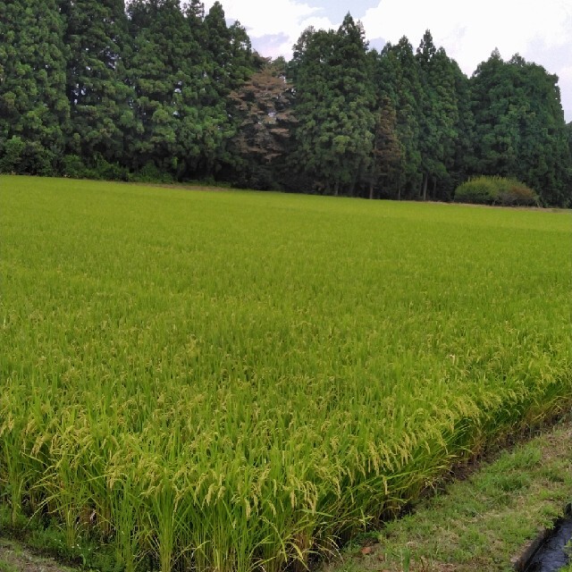 令和3年産栃木県特一等米コシヒカリ玄米30キロ無農薬にて作り上げた自慢のお米ですのサムネイル