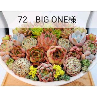 72　BIG ONE様(その他)