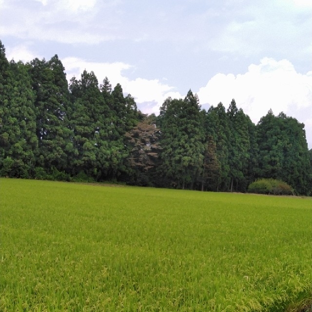 令和3年産栃木県特一等米コシヒカリ10キロ無農薬にて作り上げたお米になります。
