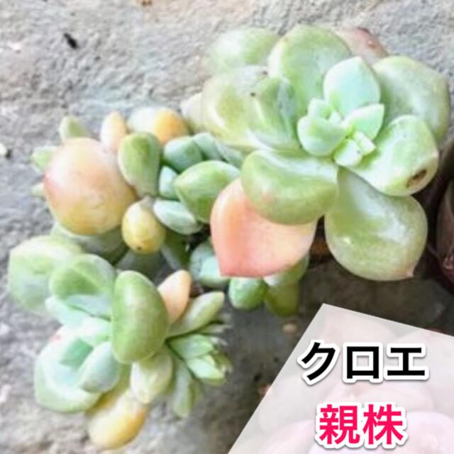 多肉植物小苗セットT おらいさん苗　ミックスベリア　ストロベリーミルククラウン他 ハンドメイドのフラワー/ガーデン(その他)の商品写真