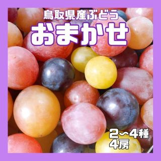 【鳥取県産】おまかせ　4房　ぶどう　葡萄　ブドウ　クール便 糖度高め(フルーツ)