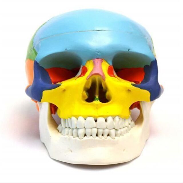 頭蓋骨模型 各部位配色 顎関節可動式 頭蓋冠分解可 整体 歯科 教材 磁石固定式 インテリア/住まい/日用品のインテリア小物(置物)の商品写真