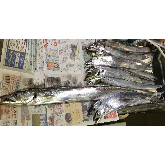 早く届きます! タチウオ大サバ ウキ釣り 超軽量ロング仕掛け 10本+必釣ガイド 4