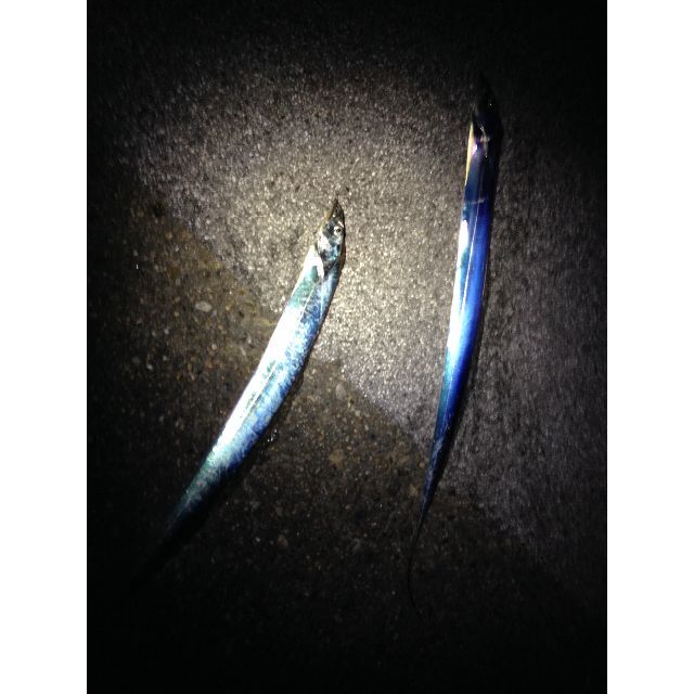 早く届きます! タチウオ大サバ ウキ釣り 超軽量ロング仕掛け 10本+必釣ガイド 6