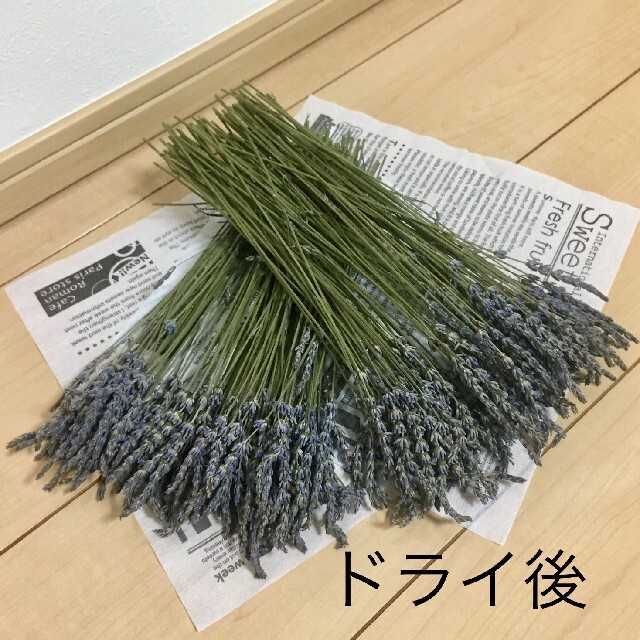 【約100本】ラベンダー Lavender ドライフラワー ハンドメイドのフラワー/ガーデン(ドライフラワー)の商品写真