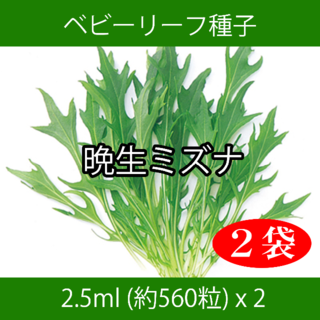 ベビーリーフ種子 B-19 晩生ミズナ 2.5ml 約560粒 x 2袋(野菜)