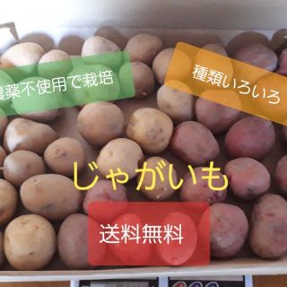 【送料無料】農薬・化学肥料不使用　じゃがいも(小玉サイズ混合)　1.3キロ以上(野菜)