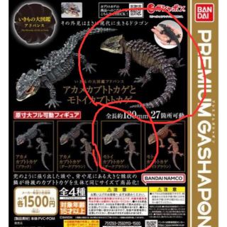 バンダイ(BANDAI)のガチャ 生き物大図鑑アカメカブトトカゲとモトイカブトトカゲ(その他)