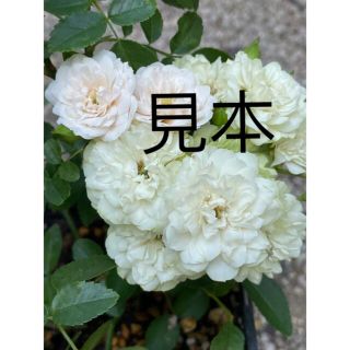 ミニ薔薇　グリーンアイス　1小苗(その他)