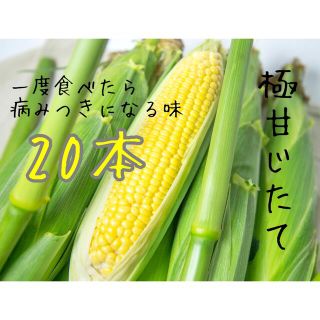 とうもろこし　20本(野菜)