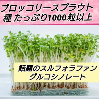 ブロッコリースプラウト 種 たっぷり1000粒以上(野菜)