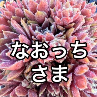 なおっち様専用センペルビウム２種多肉植物(その他)