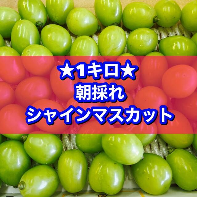 シャインマスカット‼️1キロ 食品/飲料/酒の食品(フルーツ)の商品写真