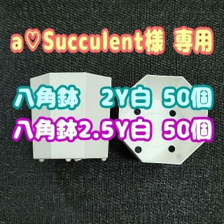 《2Y》カネヤ 八角鉢 白 50個 他 プラ鉢 多肉植物 プレステラ(プランター)