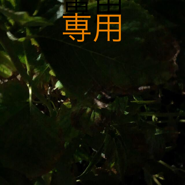 sayaさん専用