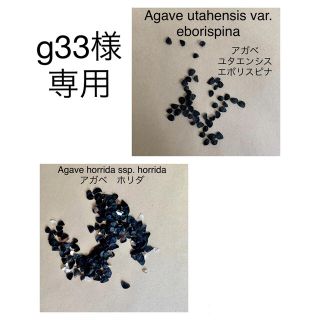【g33様専用】アガベ　ホリダ種子&ユタエンシスエボリスピナ種子(その他)