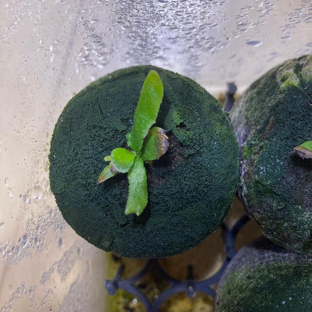 P.Willinckii ’Jade Girl‘ spore ビカクシダ E