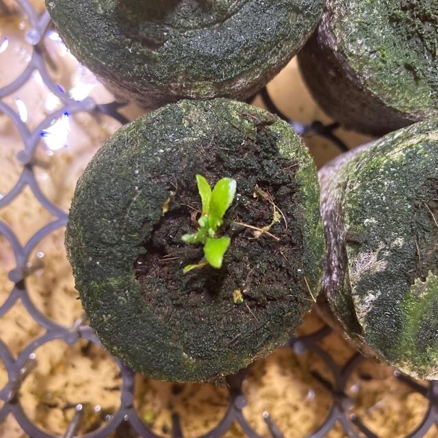 P.Willinckii 'Jade Girl' spore ビカクシダ F 女性に人気！ noxcapital.de