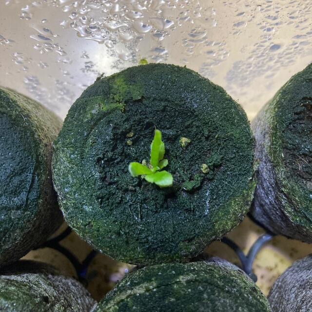 P.Willinckii 'Jade Girl' spore ビカクシダ G P.Willinckii 'Jade Girl' spore ビカクシダ G