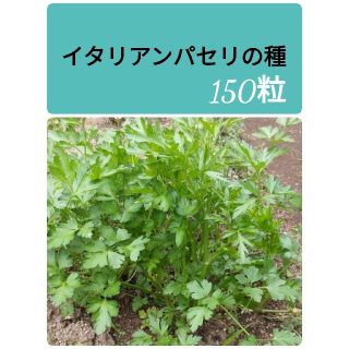 イタリアンパセリの種　150粒　★今から撒けます！(野菜)