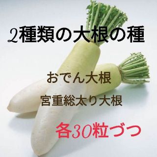 2種類の大根の種★各30粒＋予備！★合計60粒以上　　★春菊の種をおまけ！(野菜)