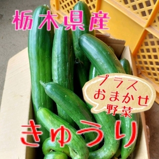栃木県産　きゅうり【＋おまかせ野菜】60サイズ