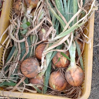 北海道産　無農薬　玉ねぎ　5キロ　10キロ(野菜)