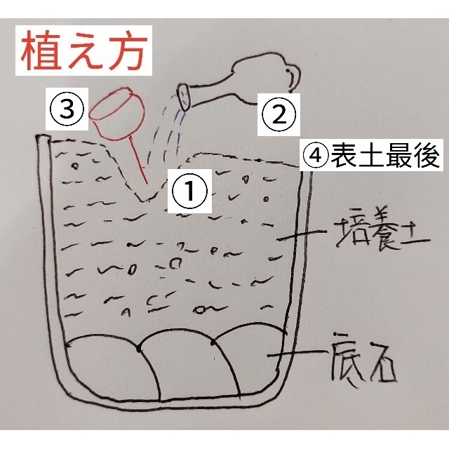 S371，S77，種100粒 土不おまかせカラフルセット多肉植物リトープス抜き苗 ハンドメイドのフラワー/ガーデン(その他)の商品写真