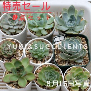 9点セットSALE　多肉植物　観葉植物 写真の苗発送 品種名付き(その他)