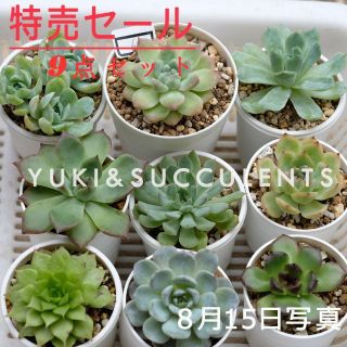 9点セットSALE　多肉植物　観葉植物 写真の苗発送 品種名付き(その他)