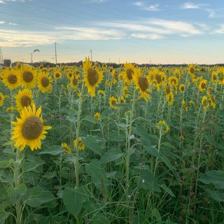 ひまわり　向日葵　写真(アート/写真)