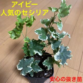 観葉植物　希少✨アイビーヘデラ　人気のセシリア　安心の抜き苗(その他)