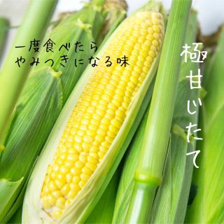 とうもろこし　M5本(野菜)