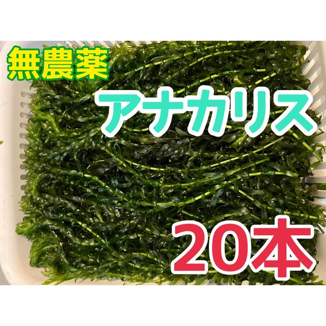 お買い得 アナカリス20cm以上20本 水草産卵床産卵用日陰作り隠れ家金魚