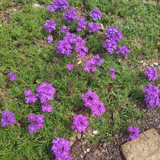 紫の花の苗(12本)(プランター)