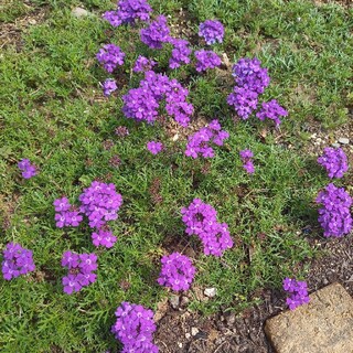 紫の花の苗(12本)(プランター)