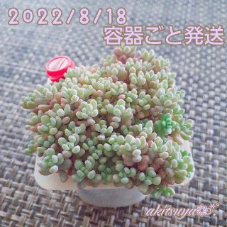 容器ごと発送 ❤即購入OK  グラデーション パープルヘイズ多肉植物 根付き(その他)