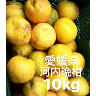 愛媛県産　河内晩柑　宇和ゴールド　柑橘　青みあり　10kg(フルーツ)