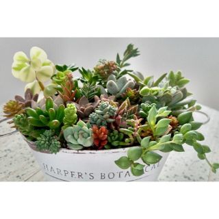 (4)💐多肉植物寄植え🉐セット🎉(その他)
