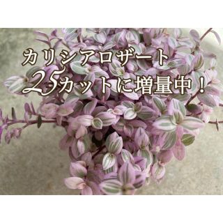 多肉植物 カリシアロザート 25カットに増量中！(プランター)