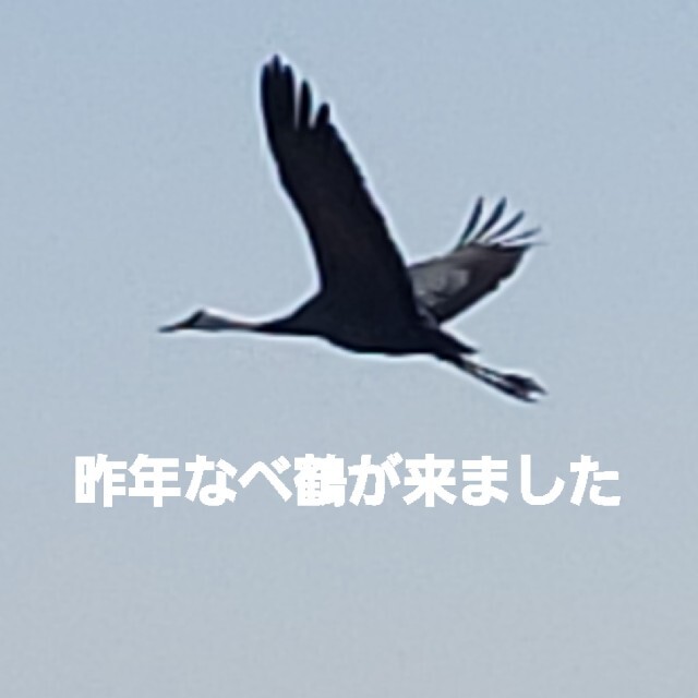 新米4年産10kgpミルキークイーン精白米 6