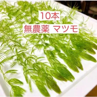 【10本】無農薬 マツモ 金魚藻 初心者向け　水草　簡単(アクアリウム)