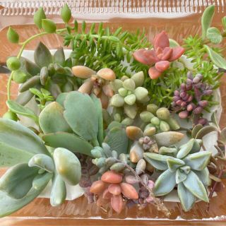 SALE！　多肉植物　カット苗　詰め合わせ(その他)