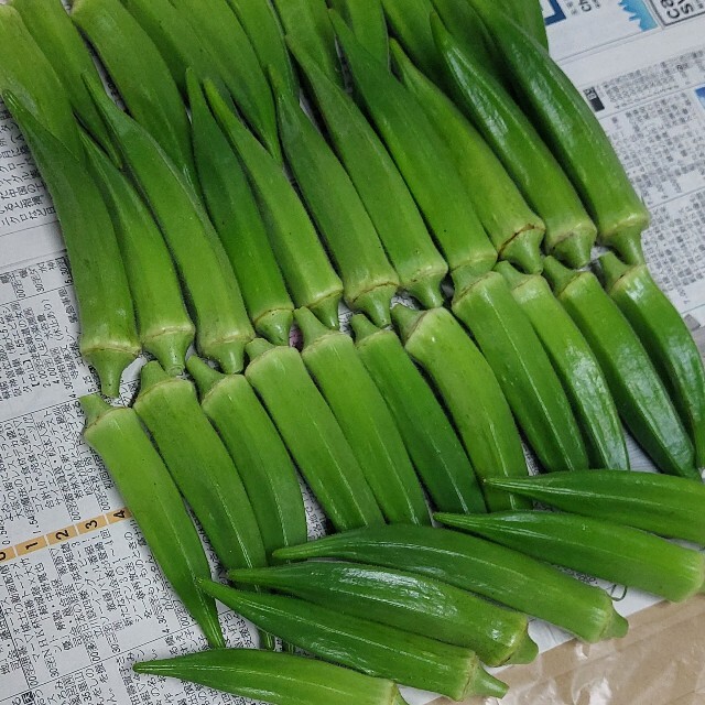 オクラ(おくら)50本　ポスト投函　農薬不使用 食品/飲料/酒の食品(野菜)の商品写真