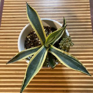 多肉植物　アガベ(その他)