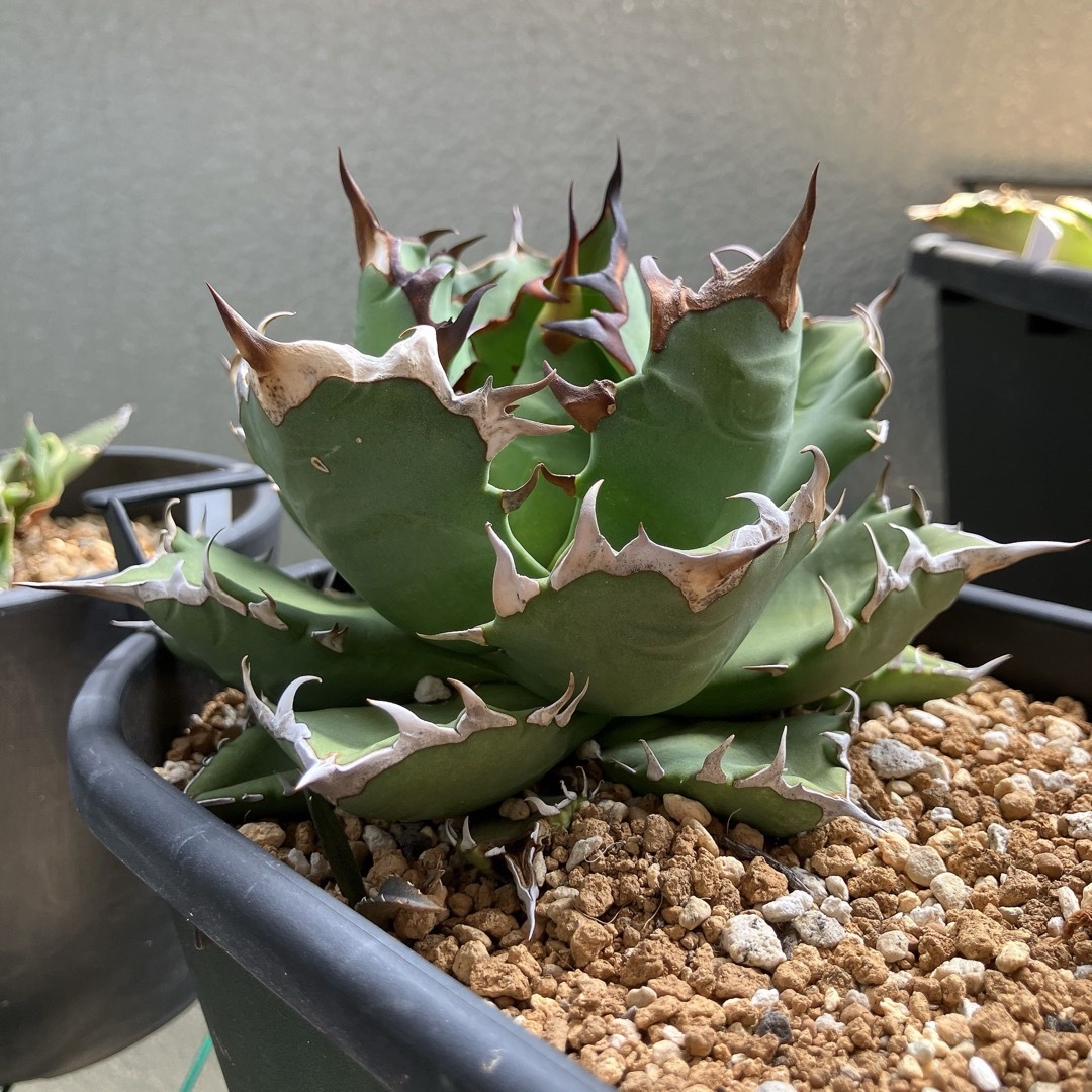 現品限り一斉値下げ！】 【AGAVE アガベ TITANOTA イタリア超デブ