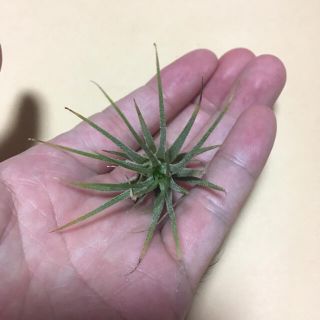 イオナンタ フエゴ　Tillandsia チランジア　ティランジア(プランター)