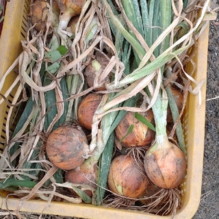 北海道産　無農薬　たまねぎ　5キロ　10キロ(野菜)